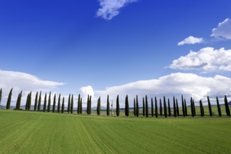 Photographic documentation of a row of cypresses in the province of Siena