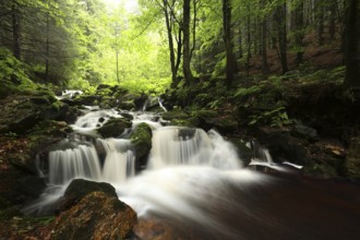 Forest stream flowing down from the mountain, Altvater Mountain, Czech Republic, Europe