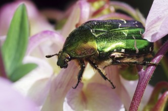 Rose chafer on columbine flowers