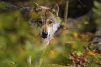 Wolf or grey gray wolf (Canis lupus)
