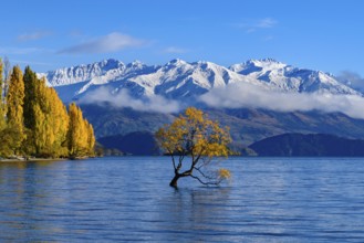 Wanaka tree and Lake Wanaka in autumn, New Zealand, Oceania