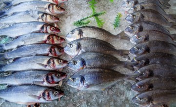 Seabass and sea bream over ice raw fresh seafood fishes