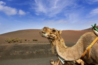 Camel in Lanzarote in timanfaya fire mountains at Canary Islands