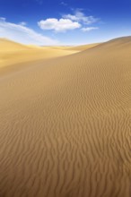 Desert sand dunes in Maspalomas Oasis Gran Canaria at Canary islands