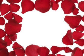 Red rose petals frame, border with white copy space