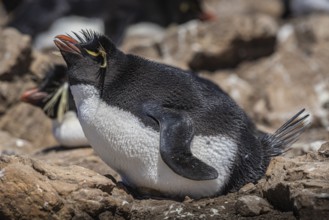 Rockhopper penguin (Eudyptes chrysocome) on its clutch of eggs, Pebble Island, Falkland Islands,