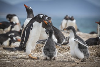 Gentoo penguin (Pygoscelis papua) with two chicks in a colony, Pebble Island, Falkland Islands,