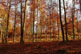 A peaceful, open forest with colorful autumn leaves on tall trees, fall, trees, forest, leaves,