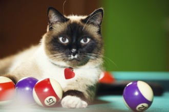 Siamese cat laying on the pool table