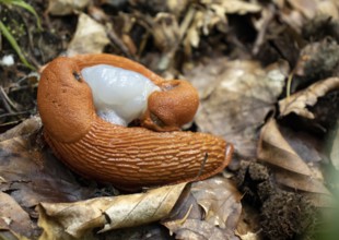 Red slugs mating (Arion rufus)