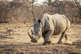 White rhino standing in the grass, South Africa, Africa