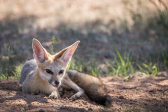 Cape fox laying in the sand in the Kgalagadi Transfrontier Park, South Africa, Africa