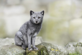 Arctic fox (Vulpes lagopus)
