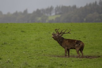 Red deer during the rut in Ireland (Cervus elaphus)
