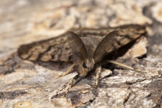 Gypsy moth (Lymantria dispar)