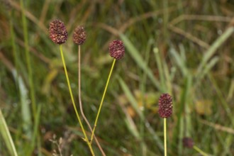 Great burnet (Sanguisorba officinalis)