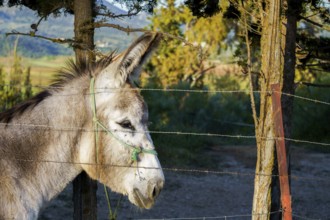 Donkey peering through metal fence on a farm, evoking a sense of captivity or longing