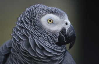 Congo grey parrot (Psittacus erithacus)