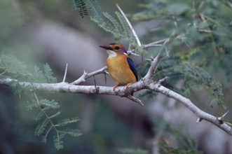 Brown-headed Pygmy Kingfisher (Ispidina picta)