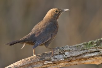 Blackbird (Turdus merula)