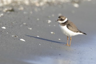 Ringed Plover (Charadrius hiaticula)