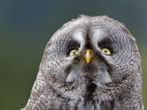 Barred Owl (Strix nebulosa)