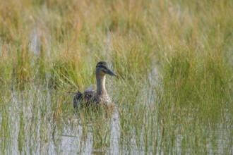 Mallard (Anas platyrhynchos)