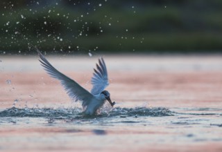Emerging Sandwich Tern at dusk (Sterna sandvicensis)
