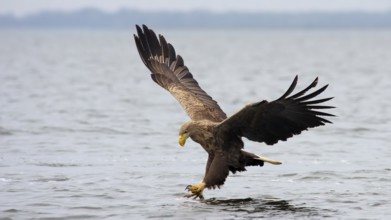 White-tailed eagle on the attack (Haliaeetus albicilla)