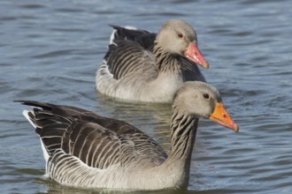 Greylag goose (Anser anser)