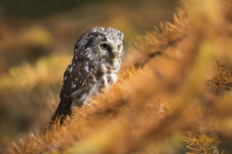 Great horned owl (Aegolius funereus)