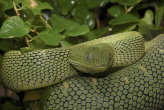 West African bush viper (Atheris chlorechis)