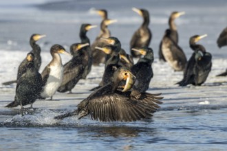 Cormorant with preyed river perch (Phalacrocorax carbo)