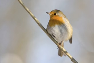 European robin (erithacus rubecula)