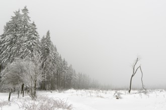 Winter forest