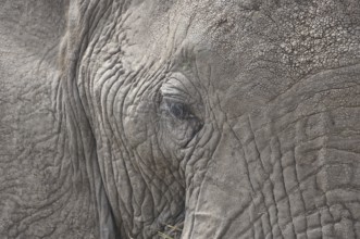 African elephant (Loxodonta africana)