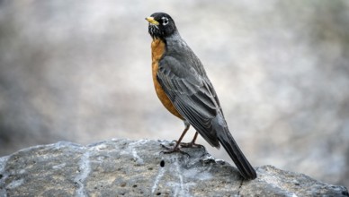 Wandering Thrush (Turdus migratorius)