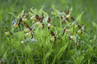 Lady's slipper (Cypripedium calceolus)