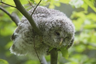 Ural owl (Strix uralensis)