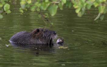 Nutria with freshwater mussel (Myocastor coypus)