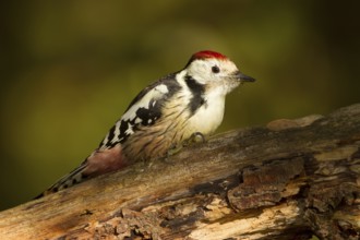Middle spotted woodpecker (Dendrocopos medius)