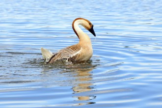 Swan goose (Anser cygnoides)