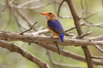 Pygmy Kingfisher (Ispidina picta)