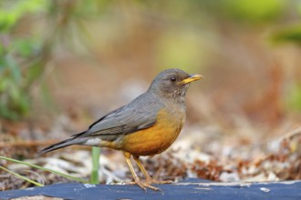 Cape thrush, (Turdus olivaceu), olive thrush, biotope, foraging, songbird, thrush family, Africa,