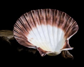 Close-up of a red and white Pecten jacobaeus scallop shell from the Pectinidae family, showcasing