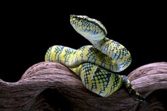Temple pit viper in a tree branch