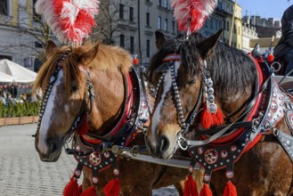 Horses in Krakow