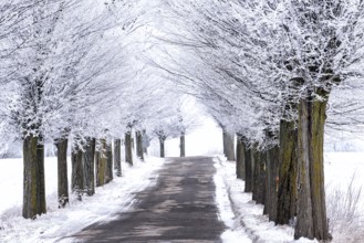 Snow-covered avenue in Masuria in eastern Poland in winter