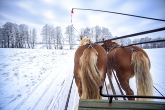 Sledging in the snow in Masuria in Poland