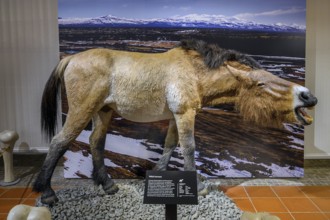 Ice Age Wild Horse, Exhibition Ice Age Safari Allgäu in the Marstall, Kempten, Allgäu. Bavaria,